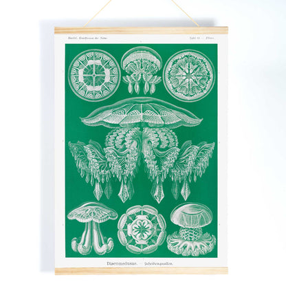Detailed jellyfish illustrations Discomedusae Scheibenquallen by Ernst Haeckel wall art poster Kunstformen der Natur decor, with wooden magnetic frame on white background