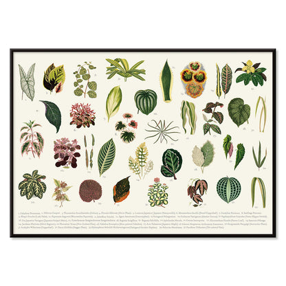 Botanical illustration poster of various leaves titled Collection of Leaves by artist Shirley Hibberd, with black aluminium frame on white background