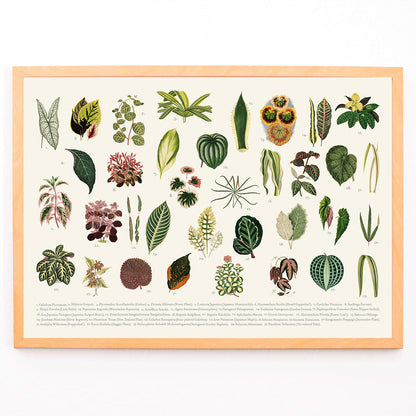 Botanical illustration poster of various leaves titled Collection of Leaves by artist Shirley Hibberd, framed and displayed in modern living room decor