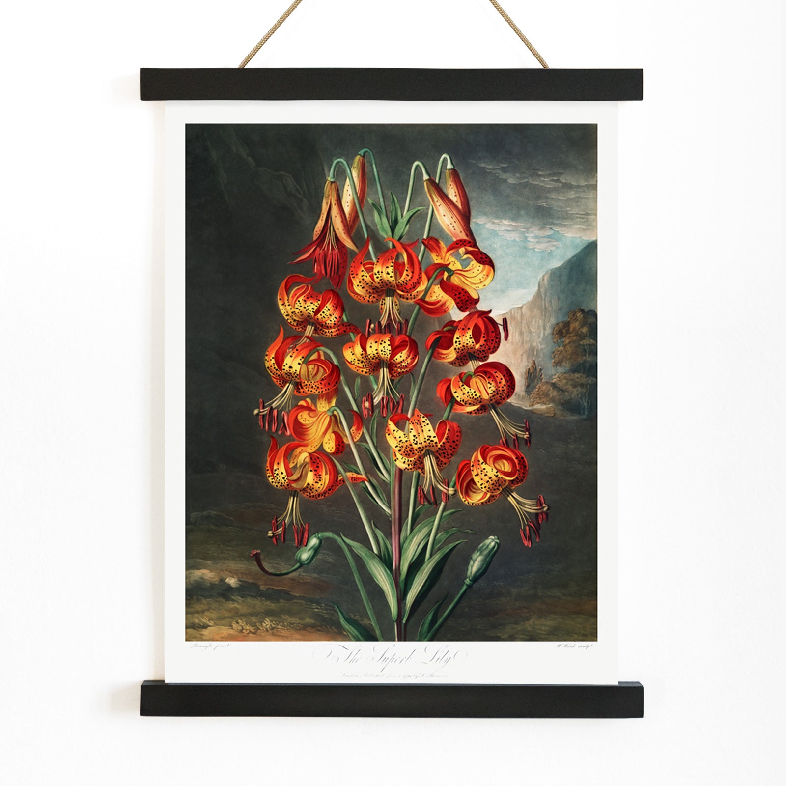 Vibrant illustration and poster of red orange and yellow lilies The Superb Lily by Robert John Thornton botanical artwork in a natural landscape, with wooden magnetic frame on white background