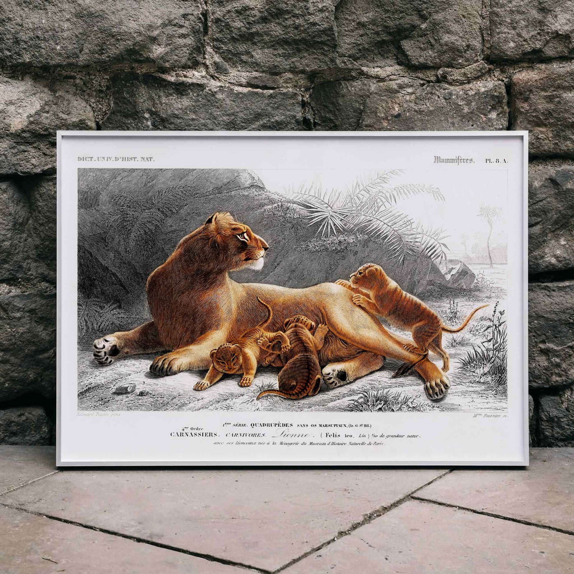 Female lion with cubs in natural landscape illustration by Charles Dessalines D Orbigny wildlife artwork poster, framed and displayed in home decor