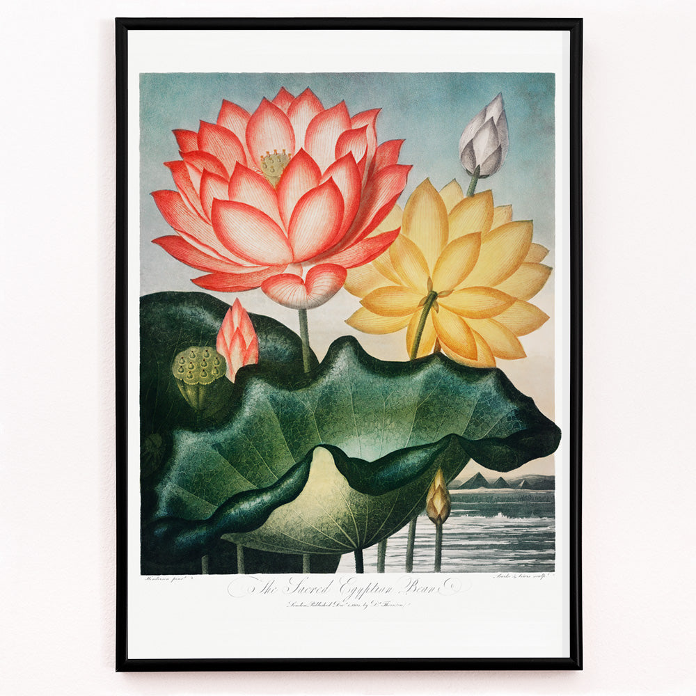 Closeup detail of Botanical illustration and poster of vibrant red and yellow lotus flowers with large green leaves The Sacred Egyptian Bean from The Temple of Flora by Robert John Thornton