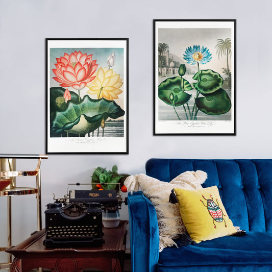 Botanical illustration and poster of vibrant red and yellow lotus flowers with large green leaves The Sacred Egyptian Bean from The Temple of Flora by Robert John Thornton, framed and displayed in home decor