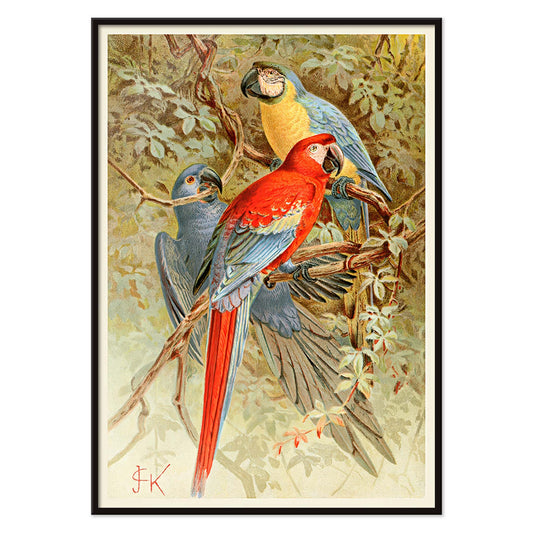 Colorful macaws perched on tree branches in a lush forest vibrant macaw artwork poster, with black aluminium frame on white background