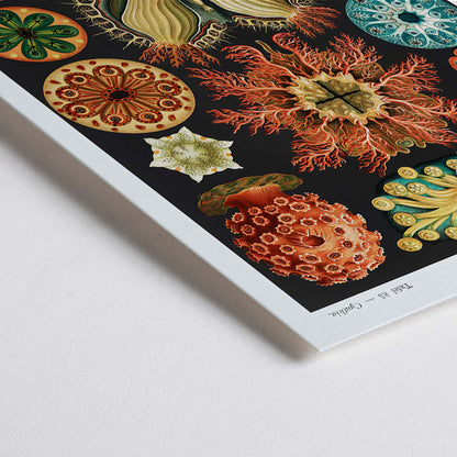 Closeup detail of Colorful scientific illustration poster of ascidian sea creatures by Ernst Haeckel from Kunstformen der Natur and Ascidiae Seescheiden perfect for wall decor