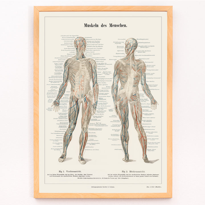 Closeup detail of Antique lithograph poster of the human musculature system from Meyers Konversations Lexikon encyclopedia