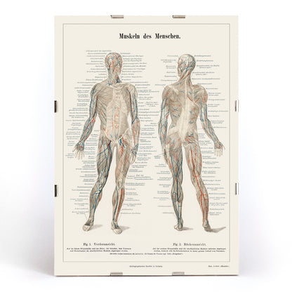 Antique lithograph poster of the human musculature system from Meyers Konversations Lexikon encyclopedia, framed and displayed in modern living room decor
