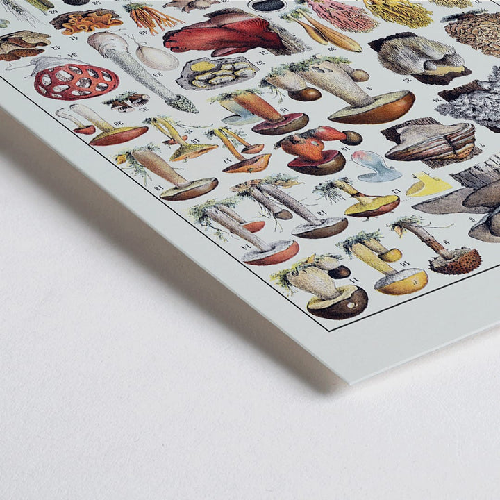 Closeup detail of Colorful illustrated poster of various mushroom species by Editions Larousse titled Mushrooms colour plate 1