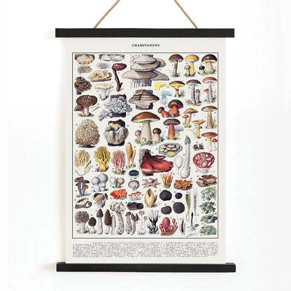 Colorful illustrated poster of various mushroom species by Editions Larousse titled Mushrooms colour plate 1, with wooden magnetic frame on white background