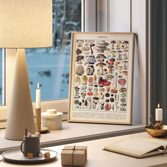 Colorful illustrated poster of various mushroom species by Editions Larousse titled Mushrooms colour plate 1, framed and displayed in home decor