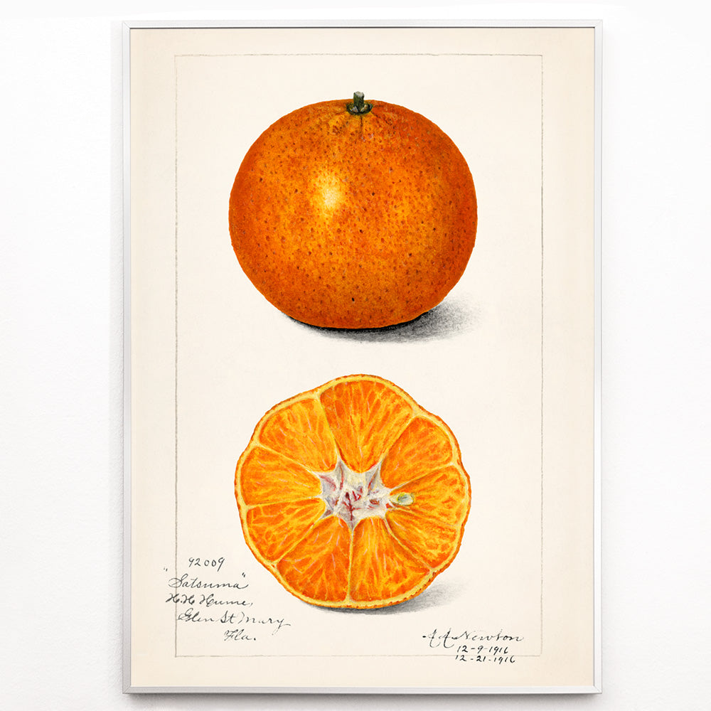 Closeup detail of Botanical illustration and poster of Orange Citrus Sinensis by Amanda Almira Newton showing whole and sliced orange fruit and cross section artwork