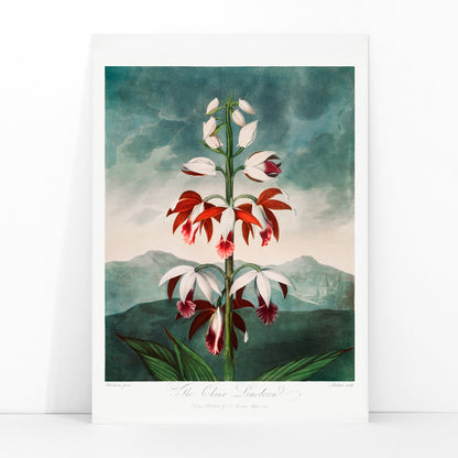 Botanical illustration poster of The Chinese Limodoron by Robert John Thornton from The Temple of Flora featuring a detailed vibrant orchid flower, framed and displayed in modern living room decor