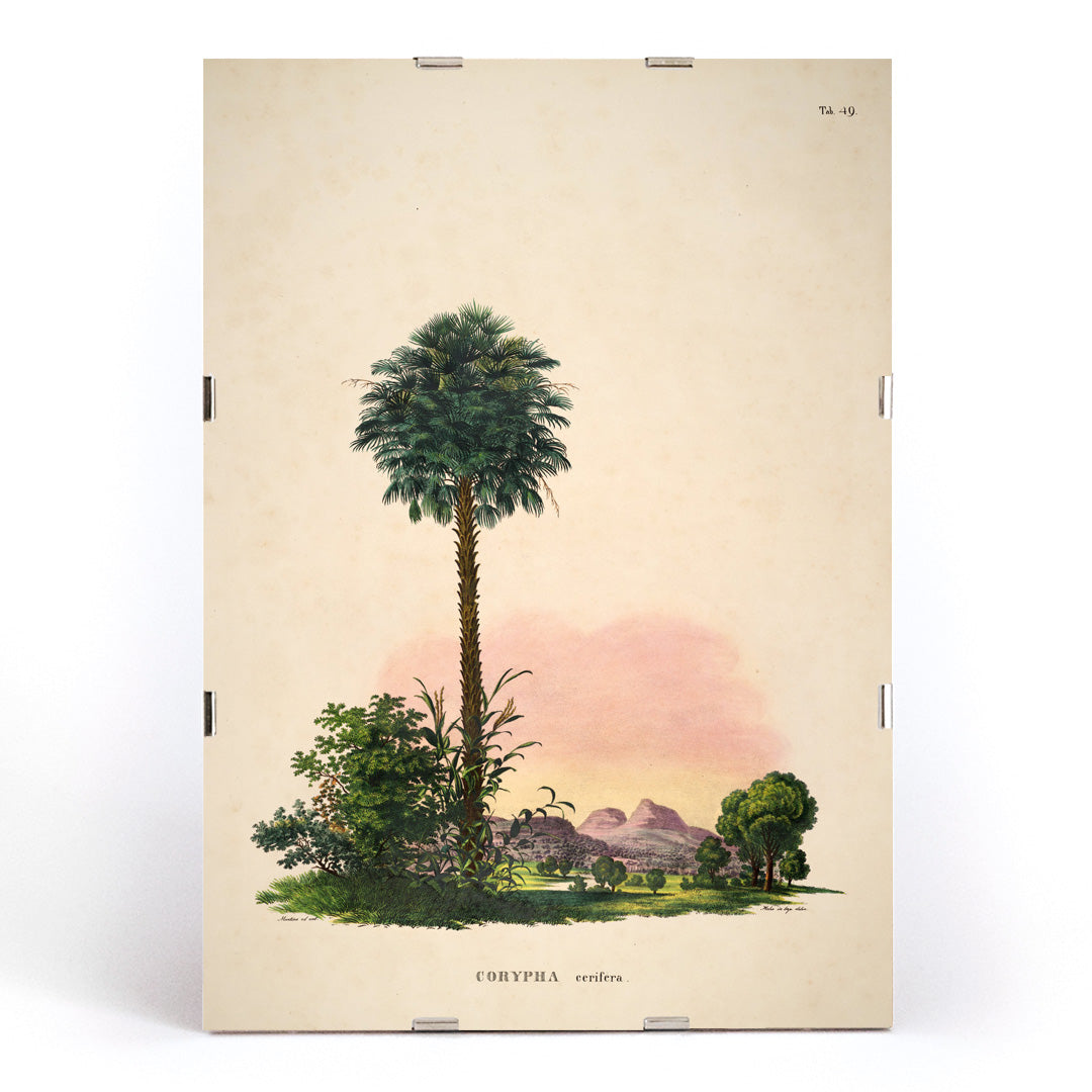 Botanical illustration and poster of Corypha cerifera palm tree by Carl Friedrich Philipp von Martius from Historia Naturalis Palmarum, framed and displayed in modern living room decor