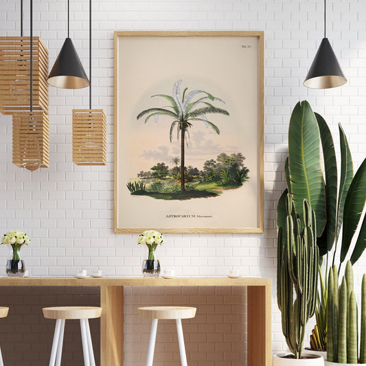 Astrocaryum Murumuru palm tree illustration and landscape poster by Carl Friedrich Philipp von Martius from Historia Naturalis Palmarum, framed and displayed in home decor