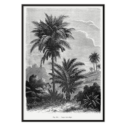 Black and white illustration of palm trees by Oswald de Kerchove de Denterghem from Les Palmiers Histoire Iconographique poster, with black aluminium frame on white background