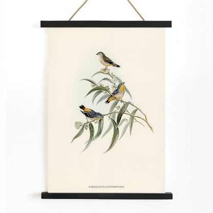 Yellow-rumped Pardalote Pardalotus Xanthopygius artwork featuring three colorful birds perched on eucalyptus branches poster illustration, with wooden magnetic frame on white background