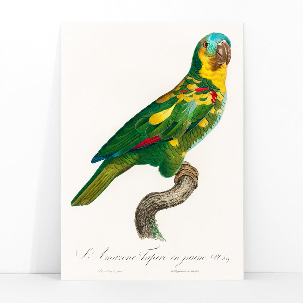 Turquoise Fronted Amazon Amazona aestiva illustration and poster by Francois Levaillant featuring a colorful parrot perched on a branch from Natural History of Parrots, framed and displayed in modern living room decor