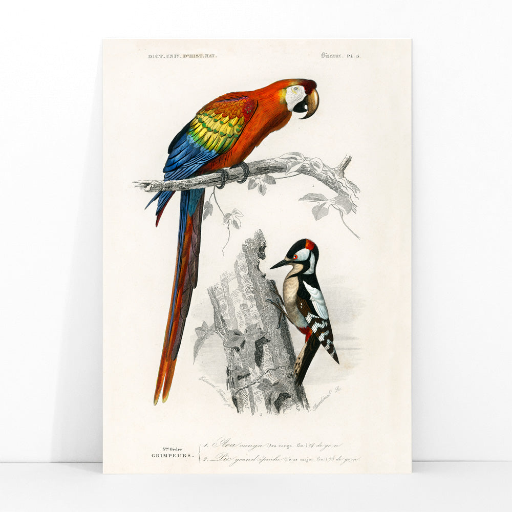 Colorful parrot and woodpecker perched on branches illustrated by Charles Dessalines D Orbigny poster of different types of colorful birds, framed and displayed in modern living room decor