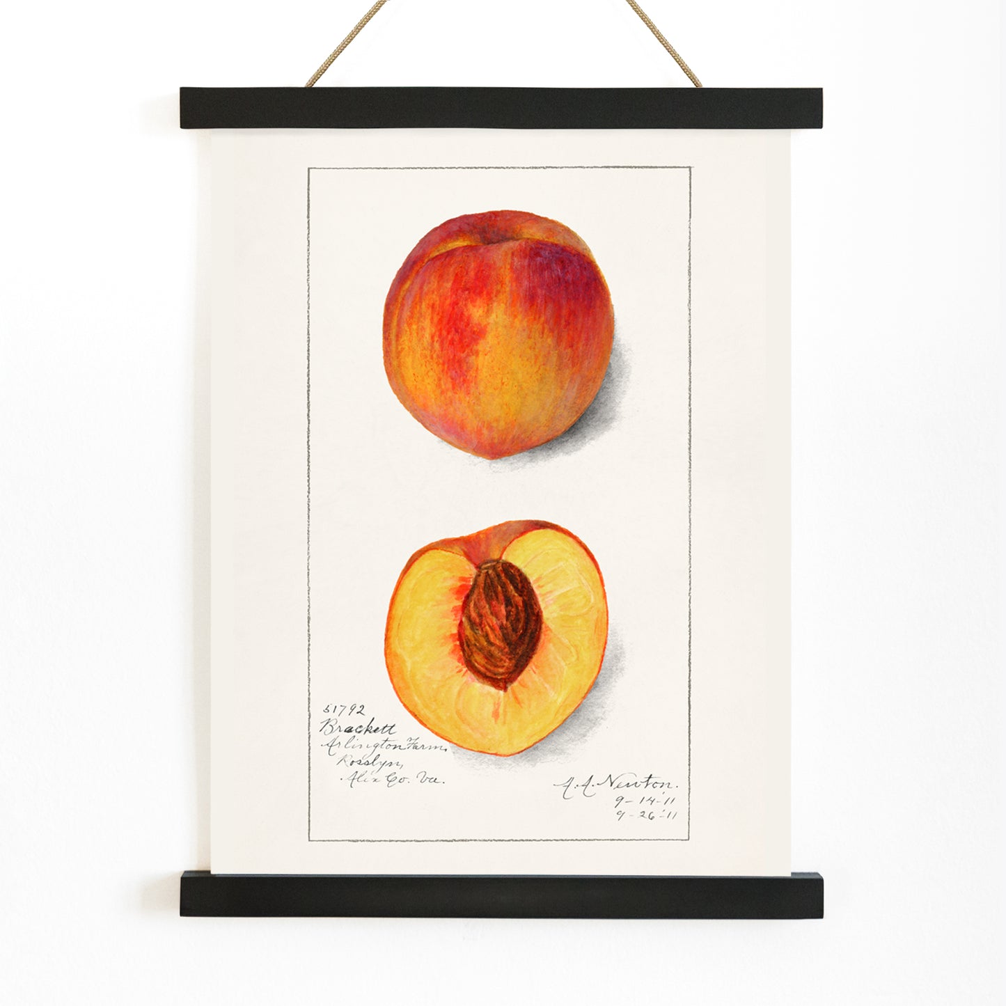 Botanical illustration and poster of peaches Prunus Persica by Amanda Almira Newton showing whole and half peach artwork, with wooden magnetic frame on white background