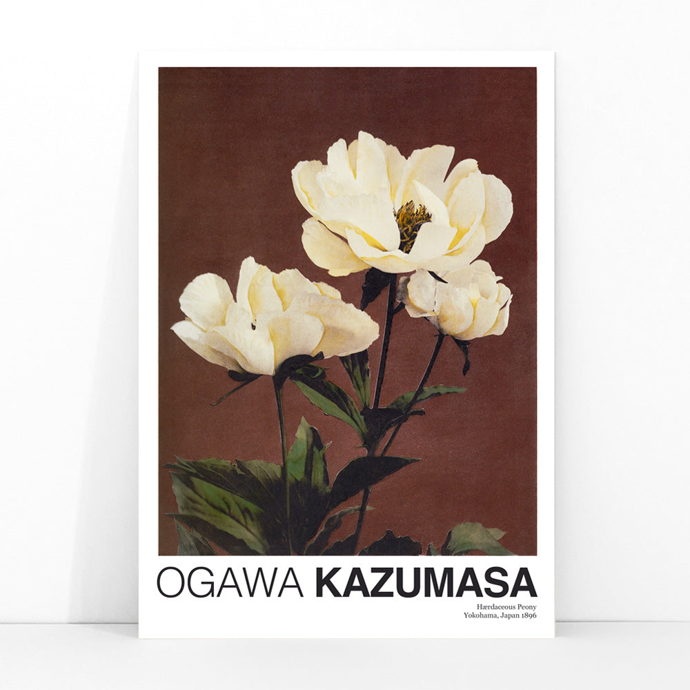 White peony flowers on brown and dark backgrounds from Haerdaceous Peony artwork by Kazumasa Ogawa poster, framed and displayed in modern living room decor