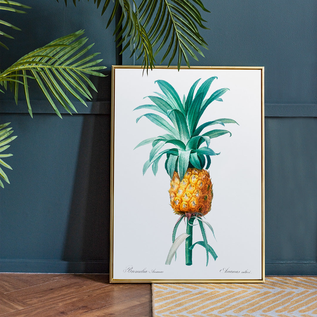 Vintage pineapple botanical artwork and poster featuring a botanical pineapple illustration by Pierre-Joseph Redoute from Les liliacees ideal for wall art decor, framed and displayed in home decor