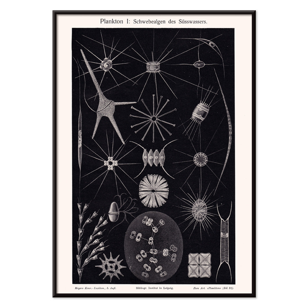 Detailed black and white illustration of freshwater plankton organisms scientific artwork Plankton II by The Institute of Liepzig poster, with black aluminium frame on white background