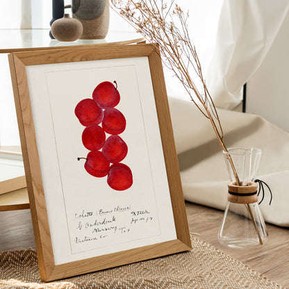 Red plums botanical illustration by G Onderdonk titled Plums Prunus Domestica poster artwork for fruit and nature lovers, framed and displayed in home decor