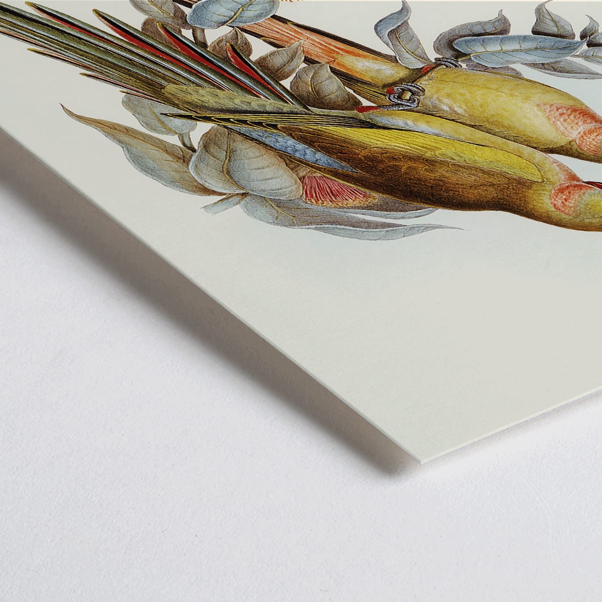 Closeup detail of The Princess of Wales Parakeet Polytelis Alexandrae colorful birds on branches and leaves poster artwork