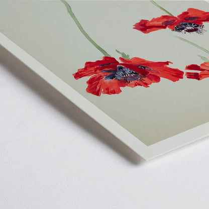 Closeup detail of Three Studies of Poppies by Sophia Crownfield poster featuring vibrant red poppies on delicate stems and a light background artwork
