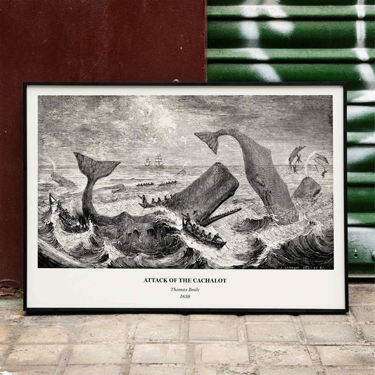Sperm whale and cachalot attacking fishing boats illustration from The Natural History of the Sperm Whale by Thomas Beale, framed and displayed in home decor
