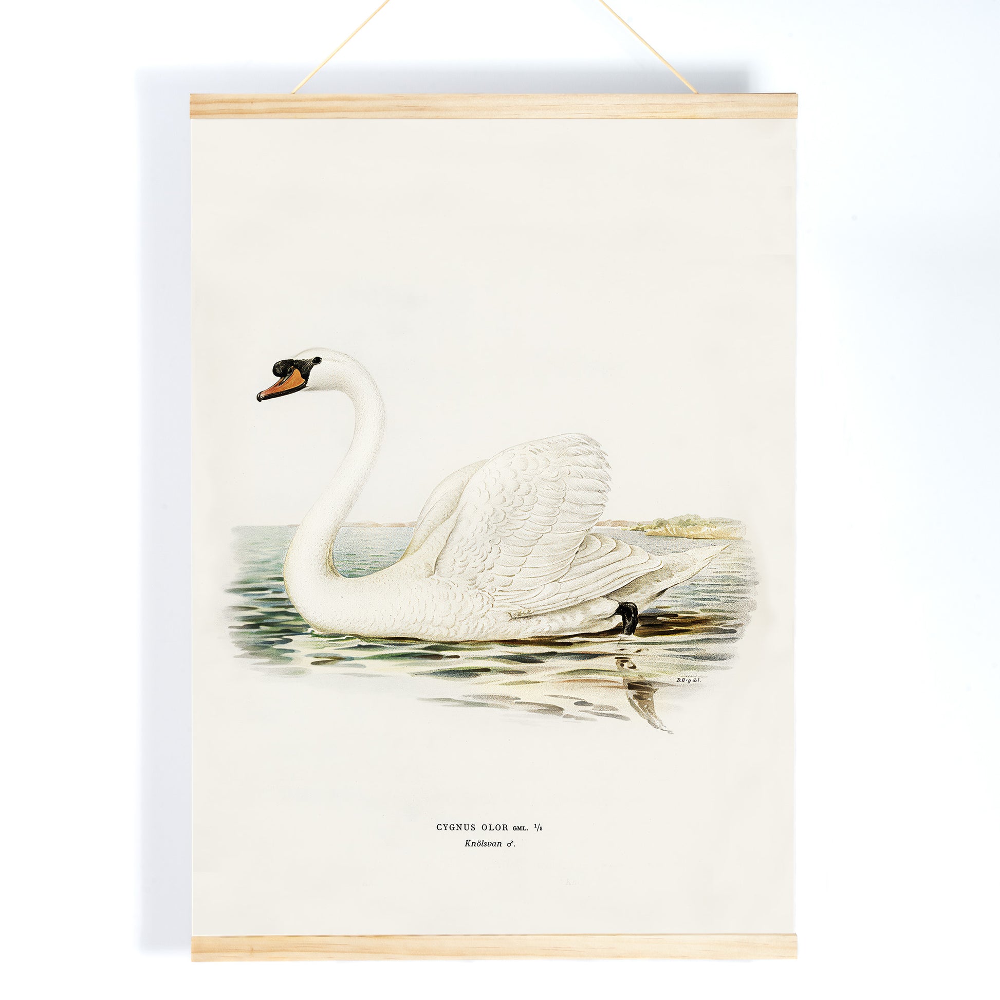 Mute Swan male Cygnus olor detailed illustration on water by The von Wright brothers poster and artwork, with wooden magnetic frame on white background