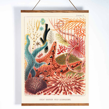 Colorful poster of Great Barrier Reef echinoderms by William Saville-Kent from The Great Barrier Reef of Australia, with wooden magnetic frame on white background