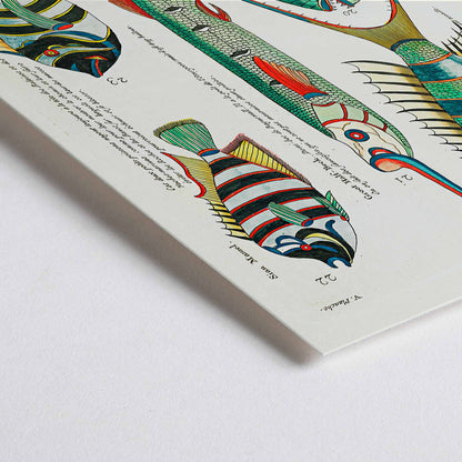 Closeup detail of Colorful and surreal illustrations of Moluccas fishes by Louis Renard from Histoire naturelle des plus rares curiositez poster