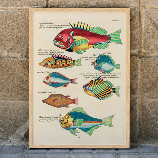 Colourful surreal fish illustrations by Louis Renard from Histoire naturelle des plus rares curiositez de la mer des Indes poster, framed and displayed in home decor