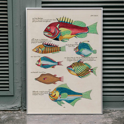 Colourful surreal fish illustrations by Louis Renard from Histoire naturelle des plus rares curiositez de la mer des Indes poster, framed and displayed in modern living room decor