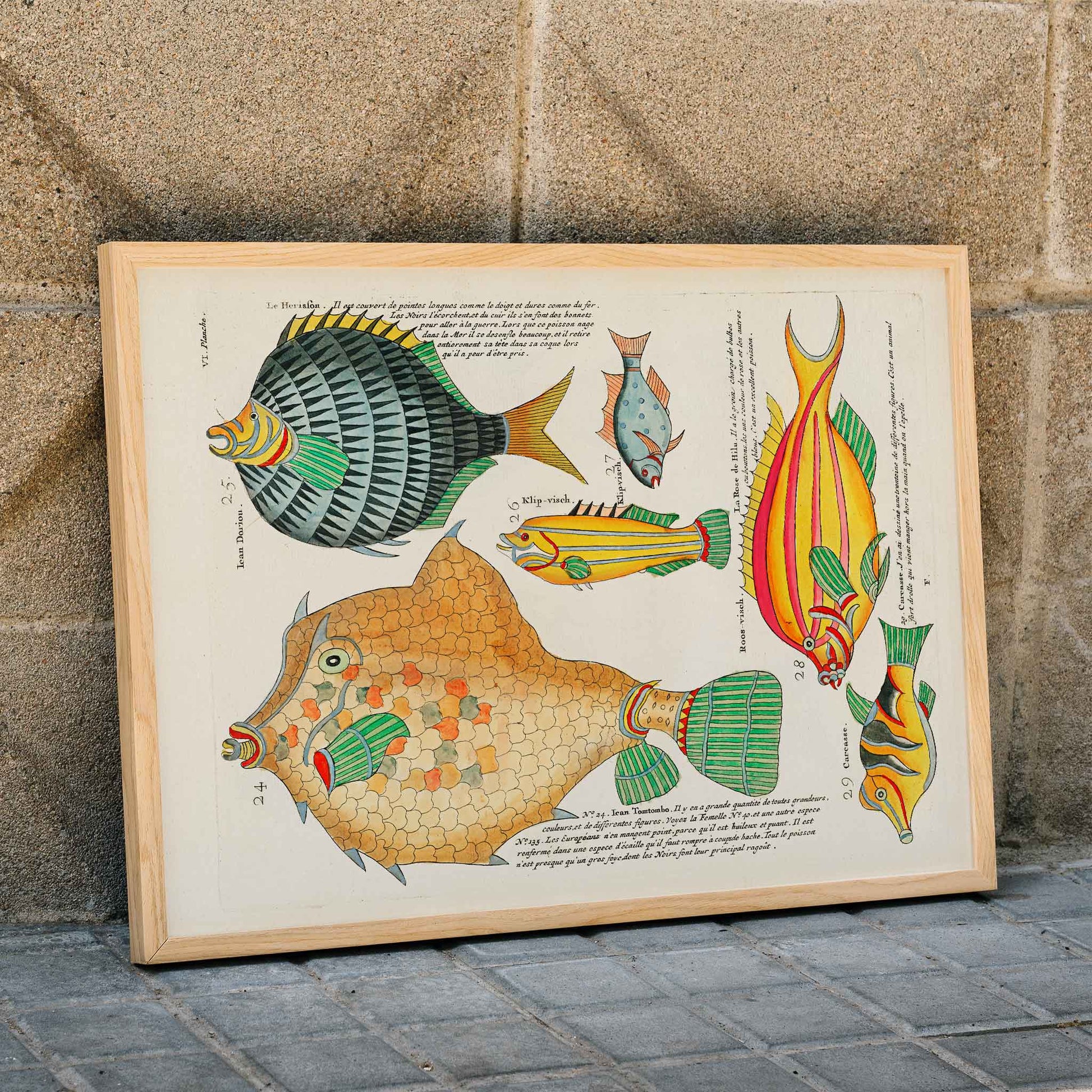 Colourful surreal fish illustrations by Louis Renard from Histoire naturelle des plus rares curiositez de la mer poster, framed and displayed in modern living room decor