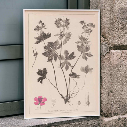 Botanical illustration and poster of Geranium sylvaticum with pink flower and detailed sketches by Louis Antoine Cusin from Herbier de la flore francaise, framed and displayed in home decor