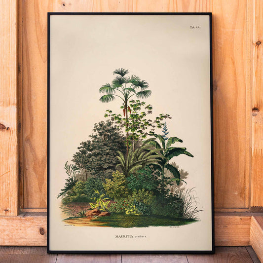 Botanical illustration poster of Mauritia Armata from Historia Naturalis Palmarum by Carl Friedrich Philipp von Martius featuring detailed tropical plants, framed and displayed in home decor