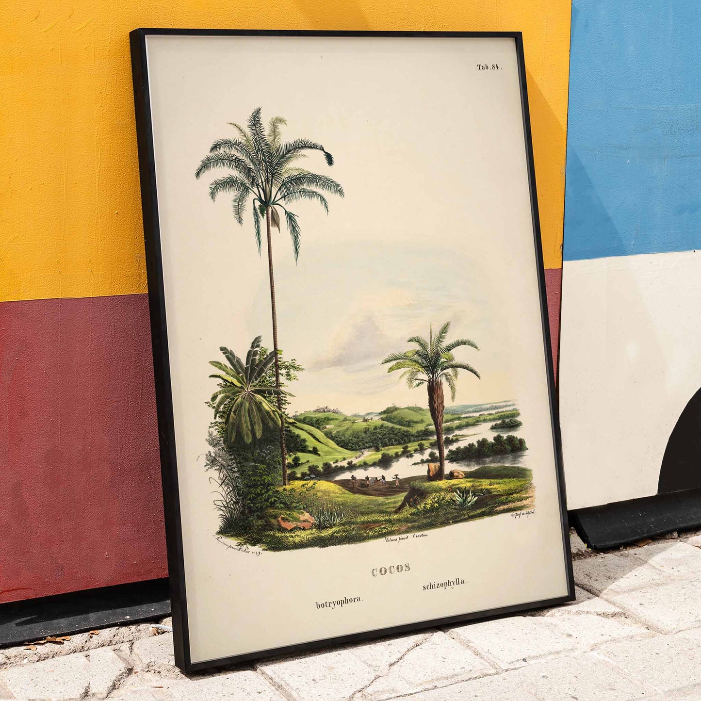 Botanical illustration and poster of palm trees in tropical landscape Cocos Schizophylla by Carl Friedrich Philipp von Martius botanical art, framed and displayed in home decor