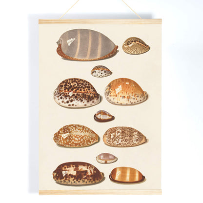 Illustration and poster of eleven detailed tropical shells artwork by Johann Gustav Hoch, with wooden magnetic frame on white background