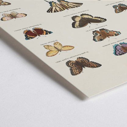 Closeup detail of Vintage butterfly illustration and poster showing various butterfly species from Collection of Butterflies by Ernst Frohlich detailed artwork