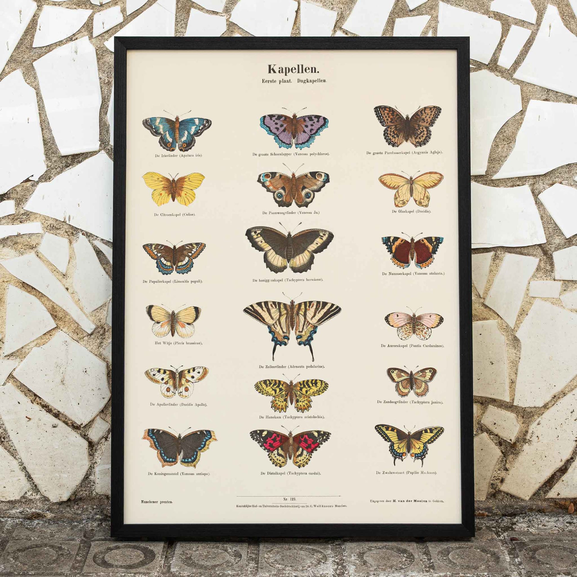 Vintage butterfly illustration and poster showing various butterfly species from Collection of Butterflies by Ernst Frohlich detailed artwork, framed and displayed in modern living room decor