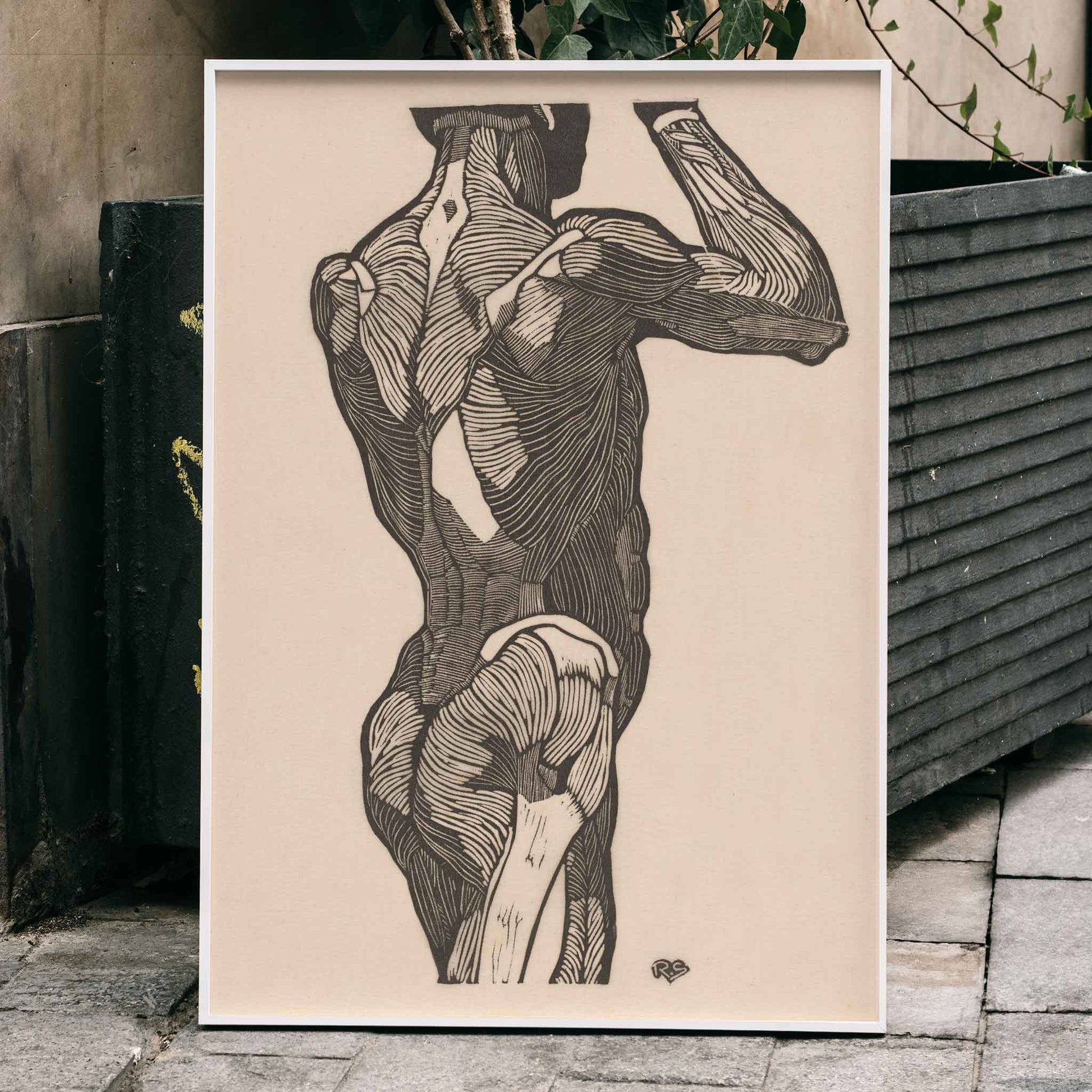 Anatomical illustration of human glute muscles from the back artwork by Reijer Stolk titled Glute Muscles detailed muscle study poster, framed and displayed in home decor