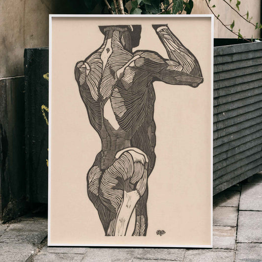 Anatomical illustration of human glute muscles from the back artwork by Reijer Stolk titled Glute Muscles detailed muscle study poster, framed and displayed in home decor