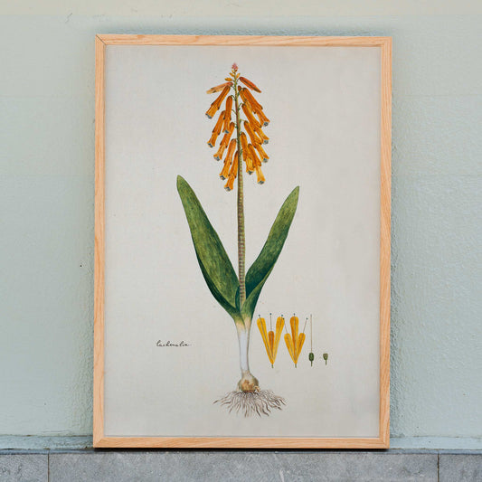 Botanical illustration poster of opal flower with orange blossoms and green leaves by Robert Jacob Gordon, framed and displayed in home decor