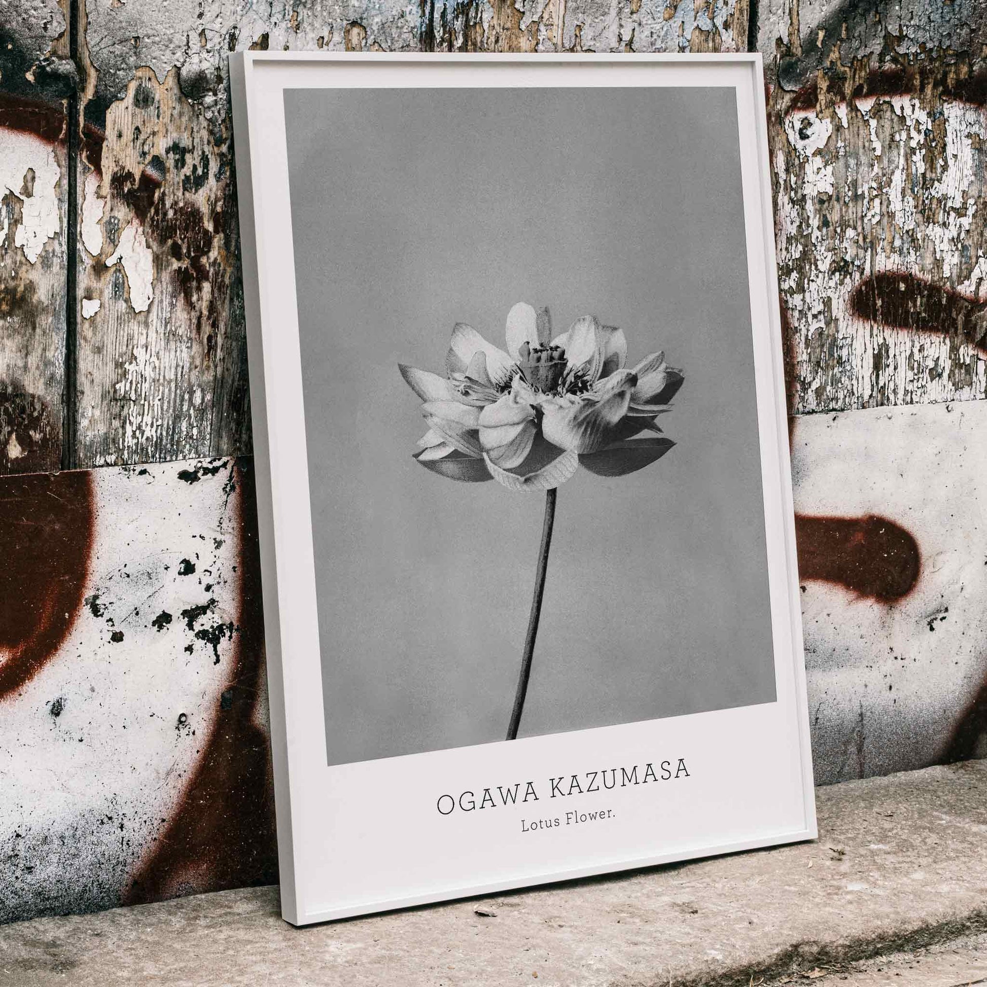 Monochrome lotus flower photography artwork by Ogawa Kazumasa minimal botanical wall art poster, framed and displayed in home decor