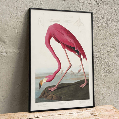 Pink flamingo standing and feeding in natural landscape from Birds of America by John James Audubon etched by Robert Havell poster, framed and displayed in home decor