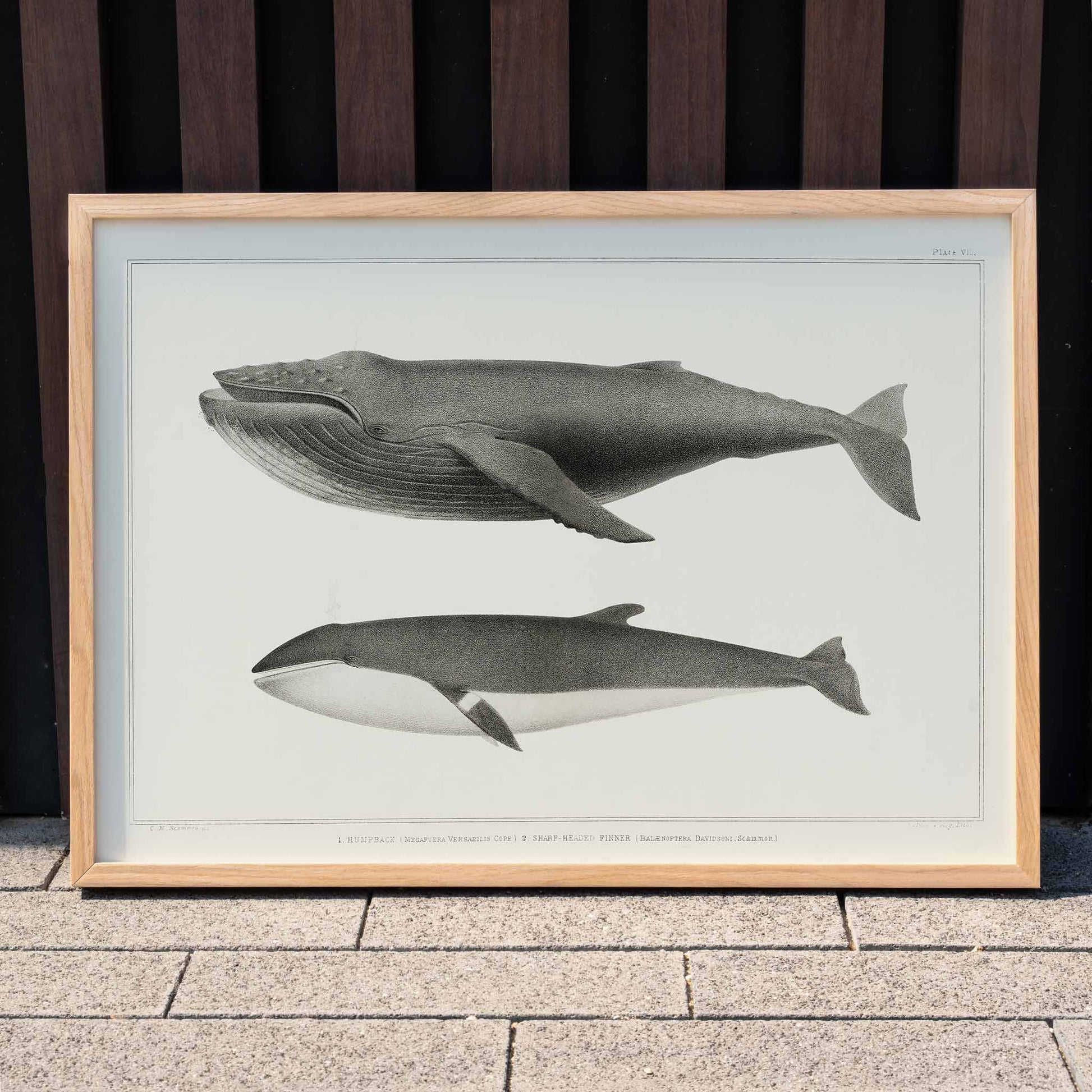Humpback whale and minke whale illustration and poster by Charles Melville Scammon from Natural history of the cetaceans, framed and displayed in home decor