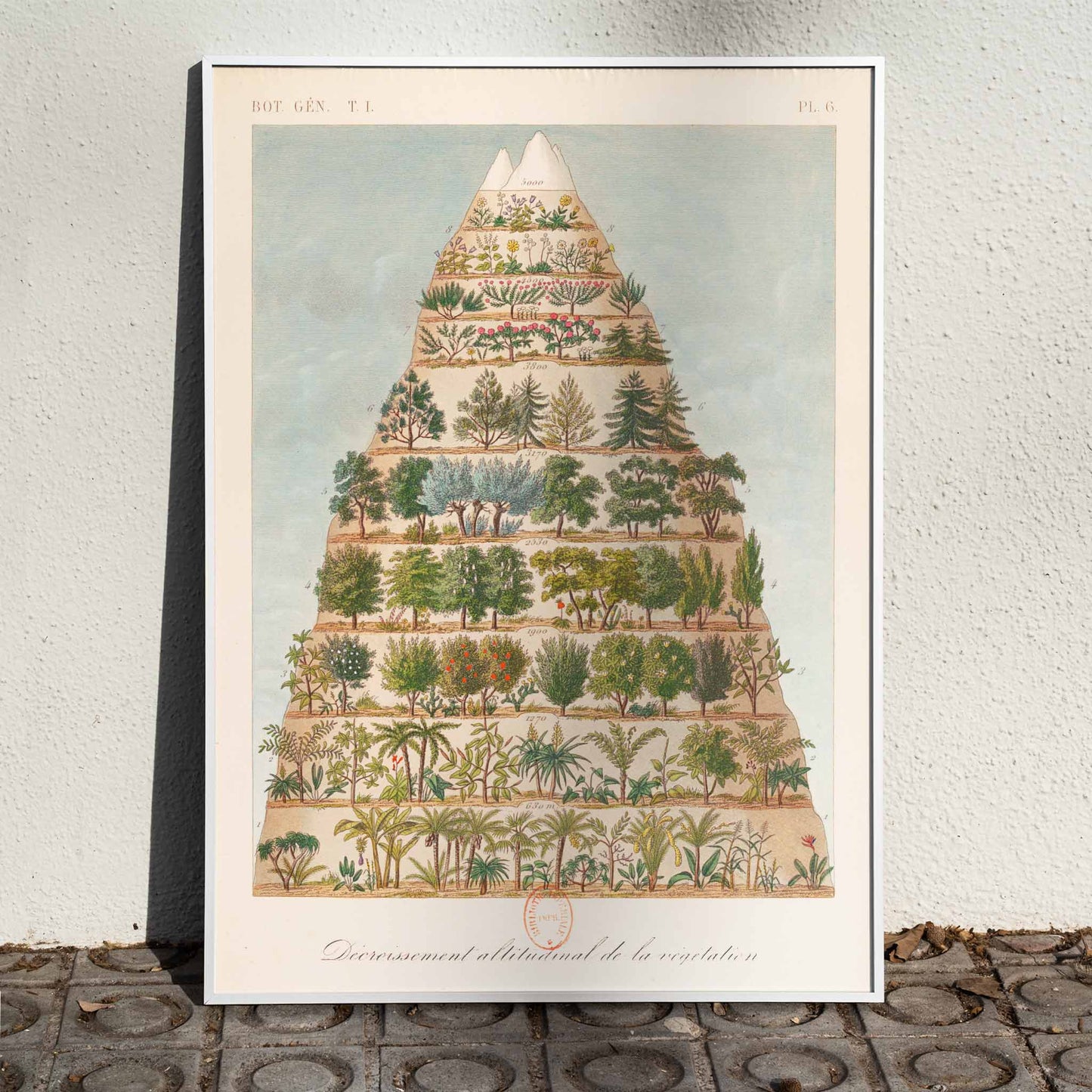 Decroissement Altitudinal de la vegetation by Jean-Augustin Barral poster showing diverse plant species and vegetation on a mountain diagram, framed and displayed in home decor