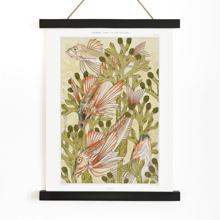 Poster of colorful red mullet fish swimming among green algae titled Red mullet and Algae by Maurice Pillard Verneuil, with wooden magnetic frame on white background